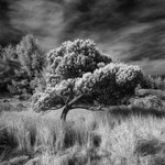 A wee bonny tree