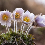 Spring pasque flower (Pulsatilla vernalis) 