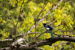 Magpie amongst Autumn Change