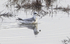 Grey Phalarope