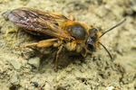 Andrena bucephala (f)