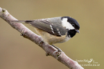 Nature 55