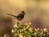 Dartford Warbler