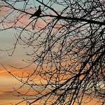 Dawn skies 1