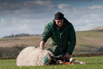 The Lambing portfolio