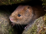 Bank Vole (02)