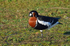 Red-breasted Goose