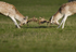 FALLOW DEER RUT ref fdr 16