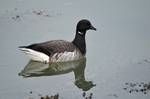Pale-bellied Brent Goose