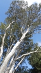 Blue Gum, SA