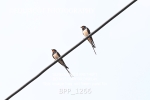BPP_1266