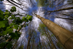 Three Canopy _S101