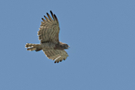 Short-toed Snake Eagle