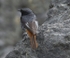 Black Redstart