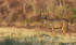 ROE DEER 6