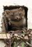 Pine Marten  (kit)