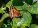 Gatekeeper