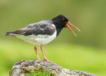 Oystercatcher portfolio
