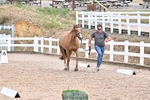 Trot Up 4.30 to 5.00 portfolio