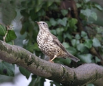 Mistle Thrush