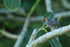 Ashy Tailorbird, Mekong Delta, Vietnam