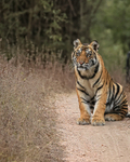 Tiger cub sitting on road, Bandhavgarh National Park, India