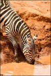 Zebra drinking