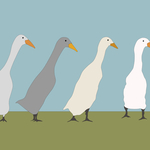 Runner ducks