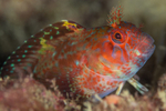 Parablennius ruber