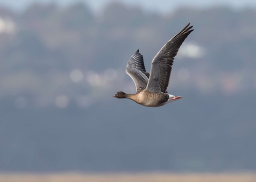 Pink-footed goose (Anser brachyrhnchus)