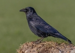 Carrion Crow 1