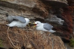 Kittiwakes