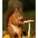 Fine Art Prints portfolio