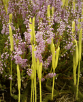 Stag's horn clubmoss and heather