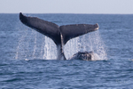 0A3A6249 Barging Whales