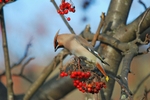 Waxwing