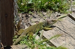 Ocellated Lizard