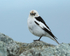 Snow Bunting standing on rock, Jokulsarlon, Iceland