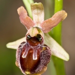 Small Spider  Orchid (Ophrys araneola