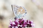 Chalkhill Blue