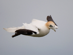 Gannet