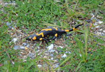 Fire Salamander