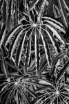 La Gomera-10