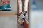 Crested Tit