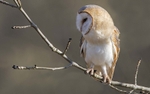Barn Owl