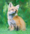 Red Fox Kit #10