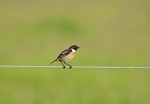 Stonechat