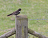 Ring Ouzel perched on top of a fence post at Linkey Down