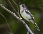Common Wattle Eye