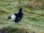 Black Grouse
